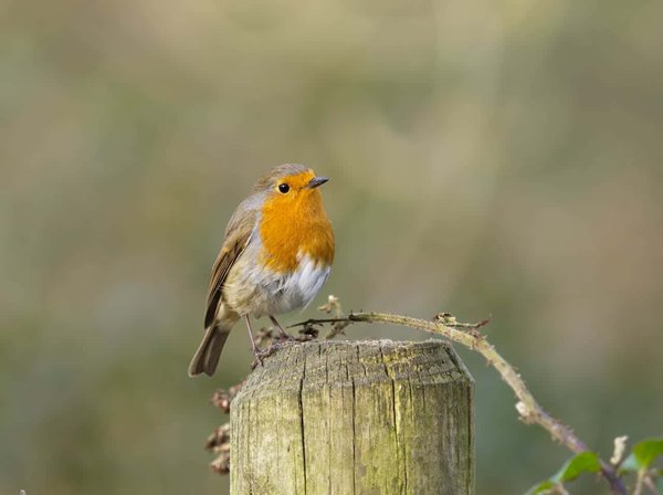 Comment organiser une visite des monastères perchés des Météores en Grèce ?